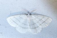 Cabera pusaria