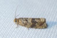 Celypha cespitana