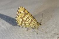 Chiasmia clathrata