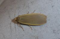 Collita griseola