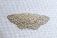 Cyclophora pendularia
