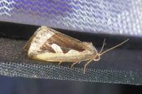 Deltote uncula