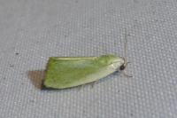 Earias clorana