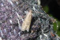 Eccopisa effractella