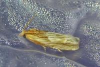 Eucosma