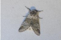 Furcula furcula