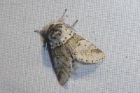 Furcula furcula