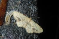 Idaea dimidiata