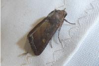 Lacanobia oleracea