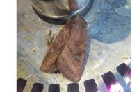 Lacanobia splendens