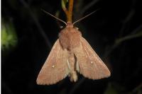 Mythimna albipuncta
