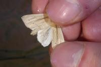 Mythimna straminea