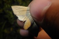 Mythimna straminea