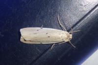 Pelosia muscerda