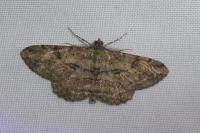 Peribatodes rhomboidaria