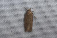 Bryotropha terrella