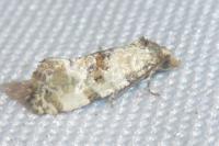 Cochylis molliculana