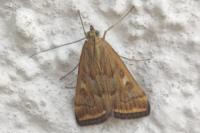 Loxostege sticticalis