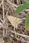 Loxostege sticticalis
