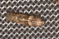Acrobasis consociella