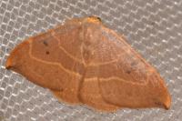 Watsonalla binaria