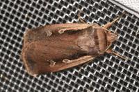 Ochropleura plecta