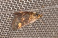 Pyrausta aurata