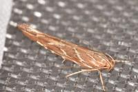 Pyroderces argyrogrammos