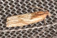 Eucosma cana