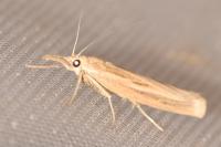 Agriphila tristella