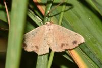 Cyclophora punctaria