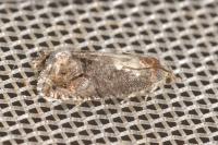 Cydia splendana