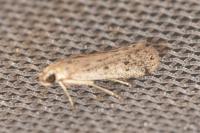 Phycitodes inquinatella