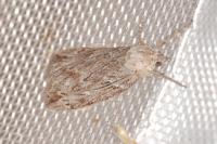Pachycnemia hippocastanaria