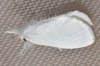 Sphrageidus similis