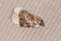 Apotomis betuletana