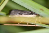 Ochropleura leucogaster