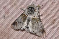 Furcula furcula