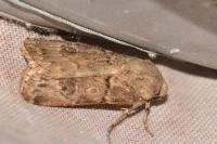 Agrotis bigramma