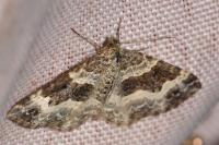 Epirrhoe alternata
