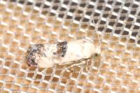 Cochylis posterana