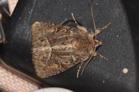 Thalpophila matura