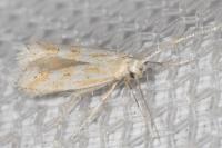 Ptocheuusa paupella