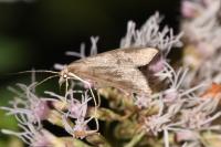 Mecyna asinalis