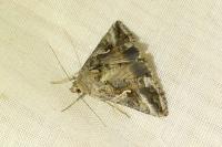 Autographa gamma
