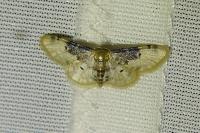 Idaea filicata