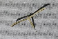 Emmelina argoteles/monodactyla