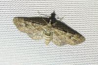 Gymnoscelis rufifasciata