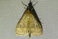 Ostrinia nubilalis/scapulalis