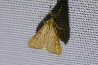 Antigastra catalaunalis